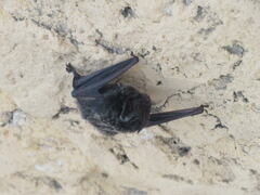 Barbastella barbastellus