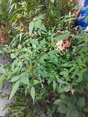 Bidens frondosa