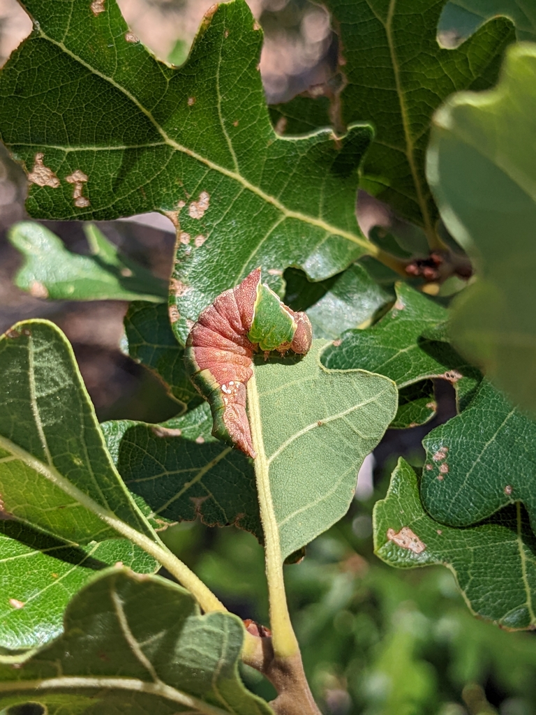 Ianassa perangulata