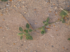 Chenopodium vulvaria