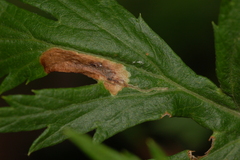 Calycomyza artemisiae