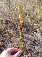 Solidago missouriensis
