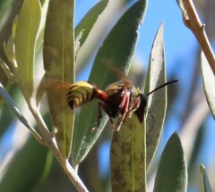 Delta unguiculatum