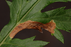 Calycomyza artemisiae