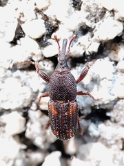 Sitophilus zeamais