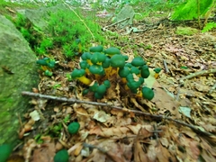 Leotia lubrica image