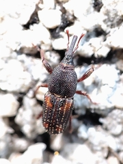 Sitophilus zeamais