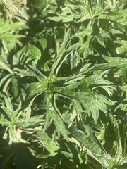 Geranium dissectum