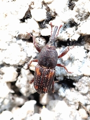 Sitophilus zeamais