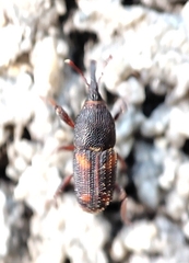 Sitophilus zeamais