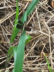 Neurothemis tullia
