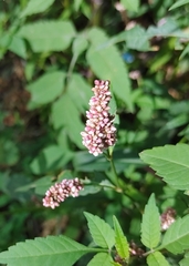 Persicaria