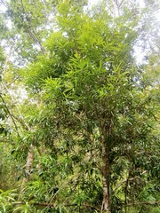 Podocarpus matudae