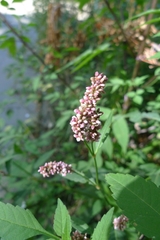 Persicaria