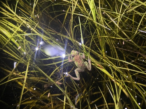 Cape Flats Frog, Microbatrachella capensis
