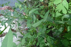 Persicaria