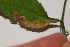 Liriomyza limopsis