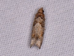 Epinotia