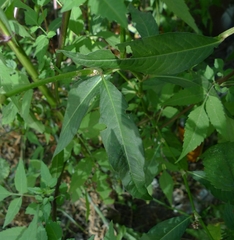 Persicaria