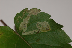 Liriomyza limopsis