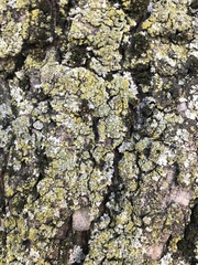 Physcia millegrana