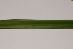 Ophiomyia kwansonis