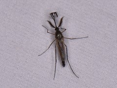 Psorophora cyanescens