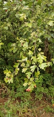 Crataegus
