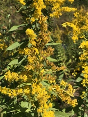Solidago lepida