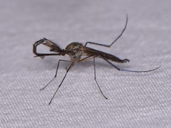 Psorophora cyanescens