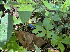 Commelina