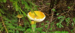 Amanita