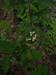 Lippia graveolens