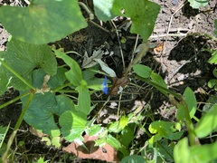 Commelina
