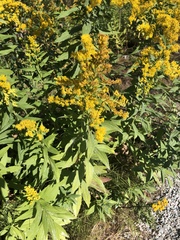 Solidago lepida