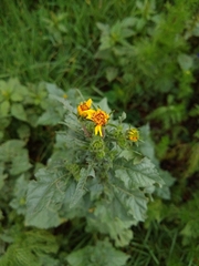 Simsia amplexicaulis