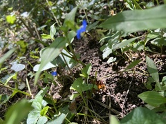 Commelina