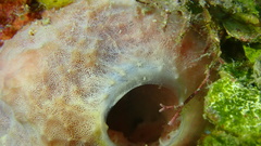 Ircinia