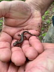 Eurycea guttolineata