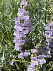 Penstemon eriantherus