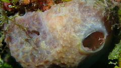 Ircinia