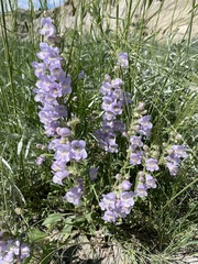 Penstemon eriantherus