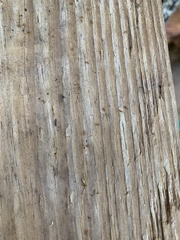 Wasmannia auropunctata