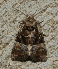 Meropleon ambifusca