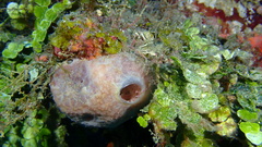 Ircinia
