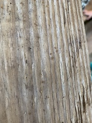 Wasmannia auropunctata