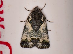 Cerma cerintha