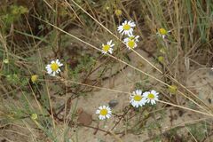 Tripleurospermum maritimum