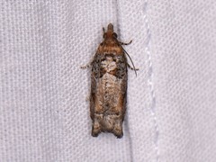 Epinotia