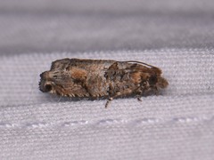 Epinotia